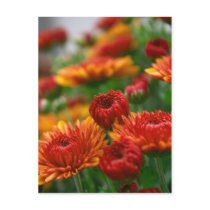 The Beauty of Fall postcards