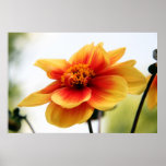 The beauty of nature posters