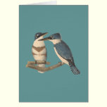 The Belted Kingfisher	 (Alcedo alcyon) cards