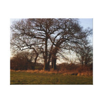 The Big Fish Tree Gallery Wrapped Canvas