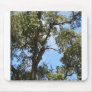 the big oak