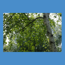 The Birch posters