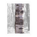 The Birch Tree posters