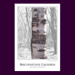 The Birch Tree