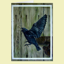The Bird cards