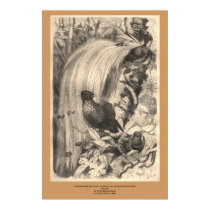 The Bird of Paradise, Sifilet, Manucaude Royal posters