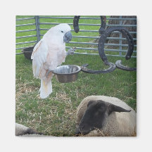 The Birdie and the sheep Magnets