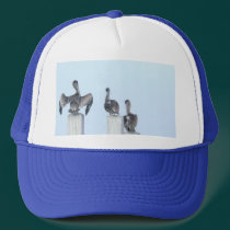 The Birds of San Ignacio hats