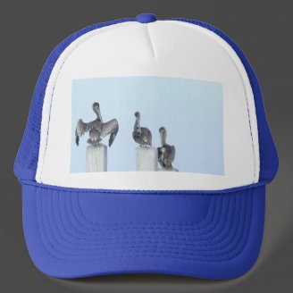 The Birds of San Ignacio