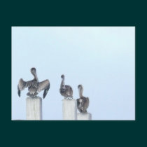 The Birds of San Ignacio postcards