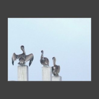 The Birds of San Ignacio