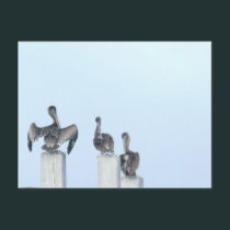 The Birds of San Ignacio postcards