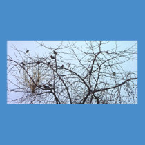 The Birds posters
