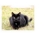 The Black Cat posters