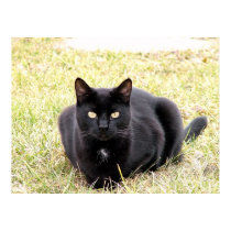The Black Cat posters