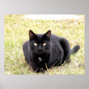 The Black Cat posters