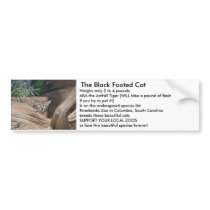 The Black Footed Cat bumper stickers by Loribme The Black Footed Cat bumper stickers