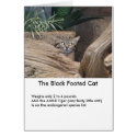 The Black Footed Cat cards by Loribme The Black Footed Cat cards