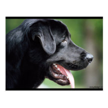 The Black Labrador Postcards