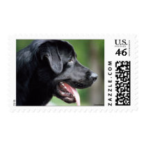The Black Labrador stamps