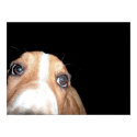 The blair dog posters by rgrimes The blair dog posters