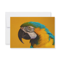 The Blue and Yellow Macaw Ara Ararauna Parrot Bird Personalized Announcement