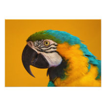 The Blue and Yellow Macaw Ara Ararauna Parrot Bird Personalized Announcement