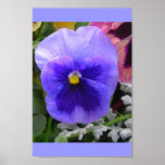 The Blue Pansy Print