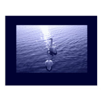 The Blue Swans postcards