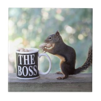 The Boss Squirrel