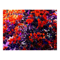 The Bougainvillea Poster posters by Juanyg The Bougainvillea Poster posters