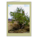 The Bra Bush Note Card by Rebecca_Reeder The Bra Bush Note Card
