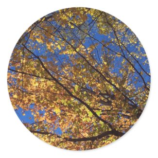 The Branches of fall Round Stickers
