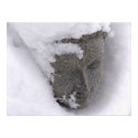 The Buddha in Winter posters by JerryColonna The Buddha in Winter posters