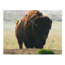 The Buffalo Collection II Post Card