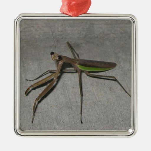 The Bug Ornaments