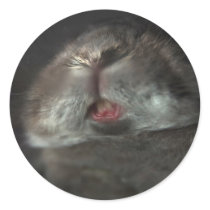 The bunny grin (sticker)
