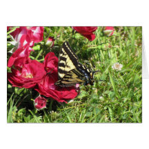 The Butterfly (Blank) Cards