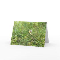 The Butterfly cards