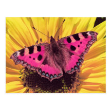 The Butterfly is a Flying Flower Post Cards