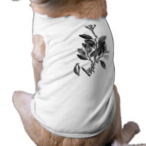 The Cacao Plant (Raw Chocolate) pet clothing by scenesfromthepast The Cacao Plant (Raw Chocolate) pet clothing