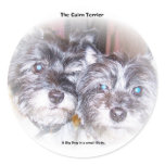 The Cairn Terrier - big dog in a small dog's body Sticker
