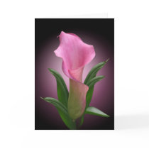 The Calla cards