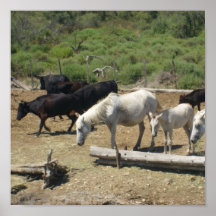 The Camargue - Poster