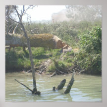 The Camargue - Posters
