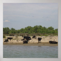 The Camargue - Posters