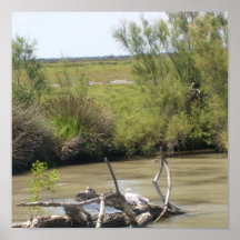 The Camargue - Posters