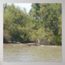 The Camargue - Print