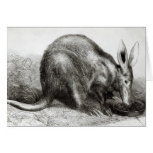 The Cape Ant-Eater Cards
