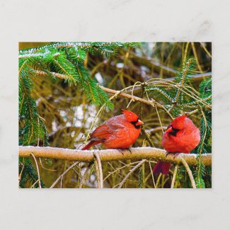 The Cardinals Agree postcard
